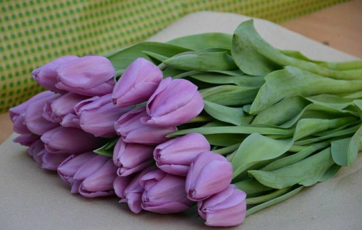 Тюльпаны к 8-му марта оптом