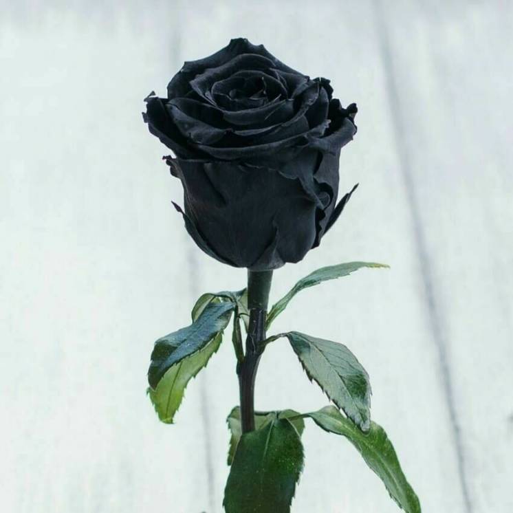 Стабилизированная роза в колбе Lerosh – Standart 33 см, Черная