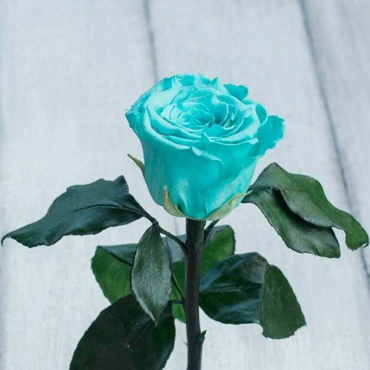 Невянущие розы в колбе Lerosh – Mini 27 см, Бирюзовая