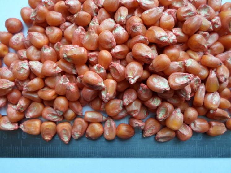 Семена кукурузы 1 килограмм протравленные 2018 год ФАО 350