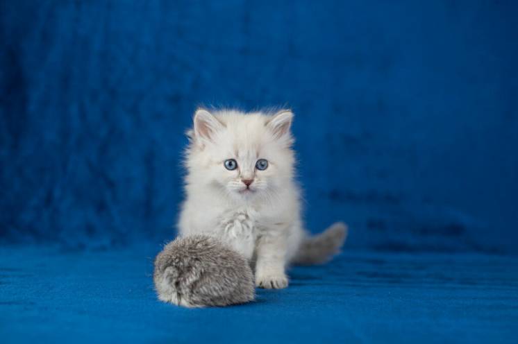 самый ласковый голубоглазый невский маскарадный котенок с документами