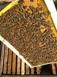 Продам 80 бджолопакетів