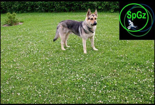 Dog Grass- низкий спортивно-игровой газон для собак и их владельцев