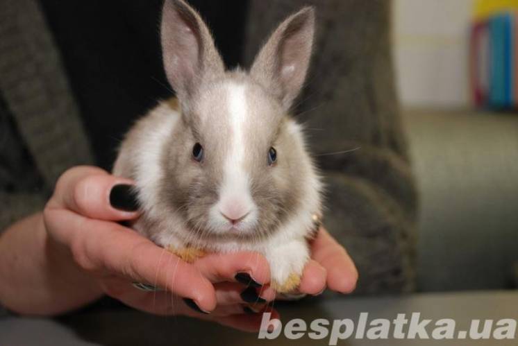 Домашній декоративний кролик продам, торчевухий кролик