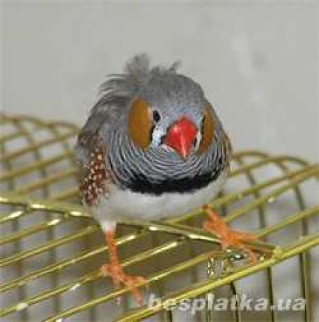 Зеброві Амадіни- розумні, маленькі, красиві,  доброзичливі пташки