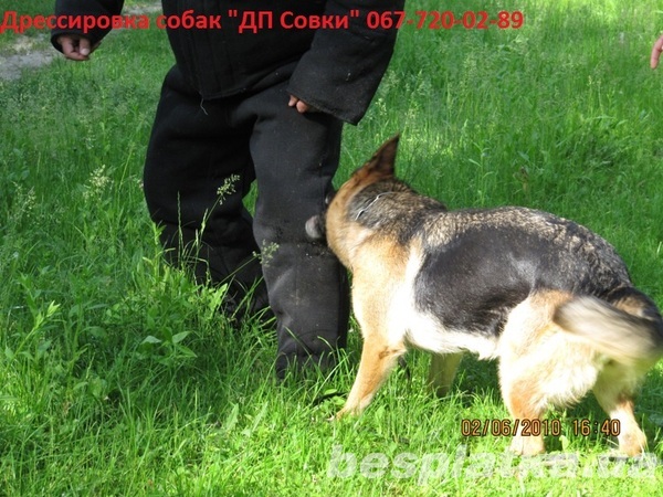 Дрессировка собак в Киев и пригороде
