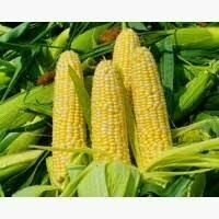 Дн хортица фао 240 семена кукурузы с высокой влагоотдачей