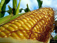 Семена кукурузы рам 3153 фао 250 для кукурузной муки