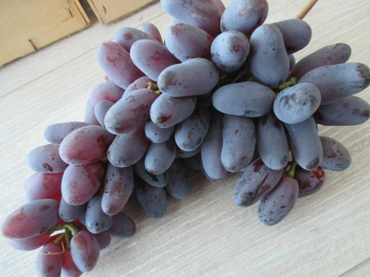 Саженцы Элитного столового винограда