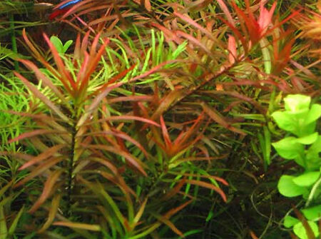 Людвигия аркуата  аквариумные растения