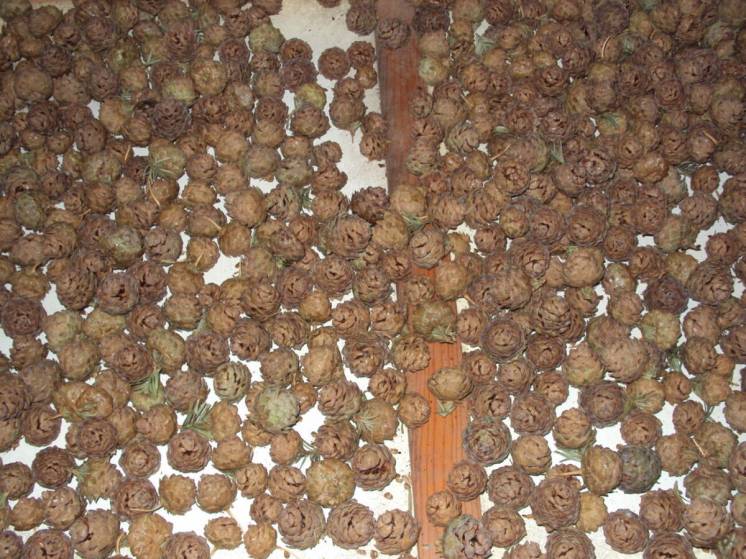 Продам семена кунингамии (лат. Cunninghamia)