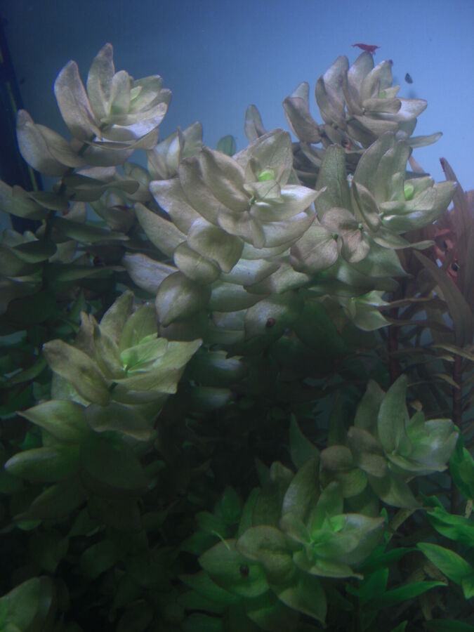 Бакопа каролинская  аквариумные растения