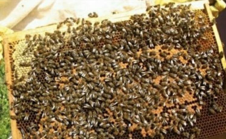 Продам пчелосемьи, улики, пчелиные рамки дадан, сушь, микронуклеусы