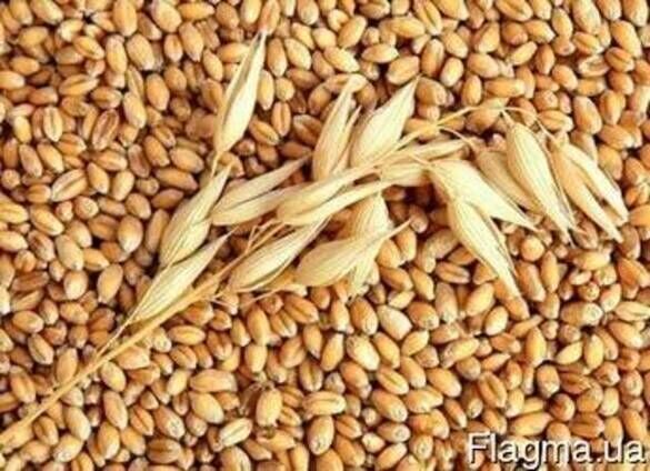 Предлагаем фуражное зерно