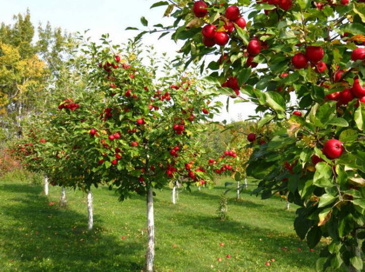 Рідкі комплексні добрива для підживлення фруктових дерев