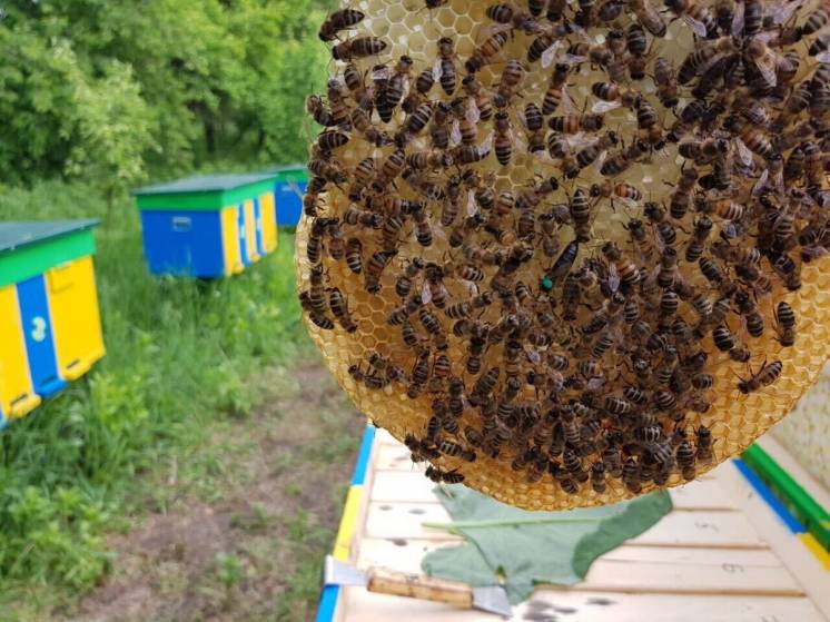 Пчелопакеты на весну 2021 года с доставкой !