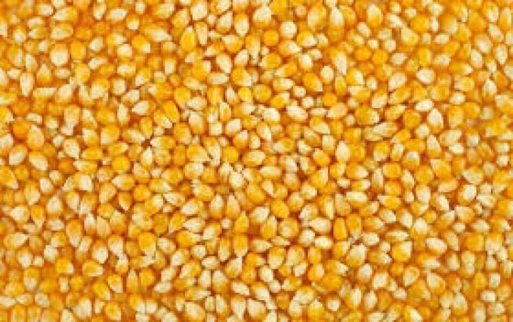 Компанія дорого купить кукурудзу яка не відповідає показникам дсту (не