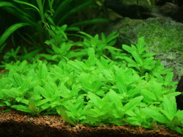 Стаурогин ползучий аквариумные растения