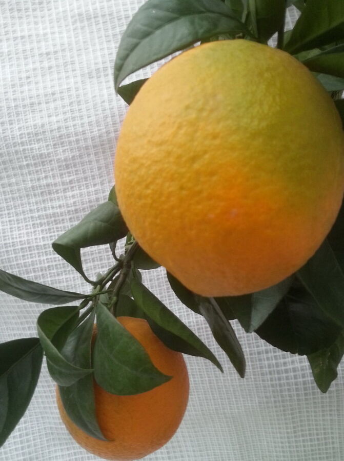 Привитые саженцы апельсинов