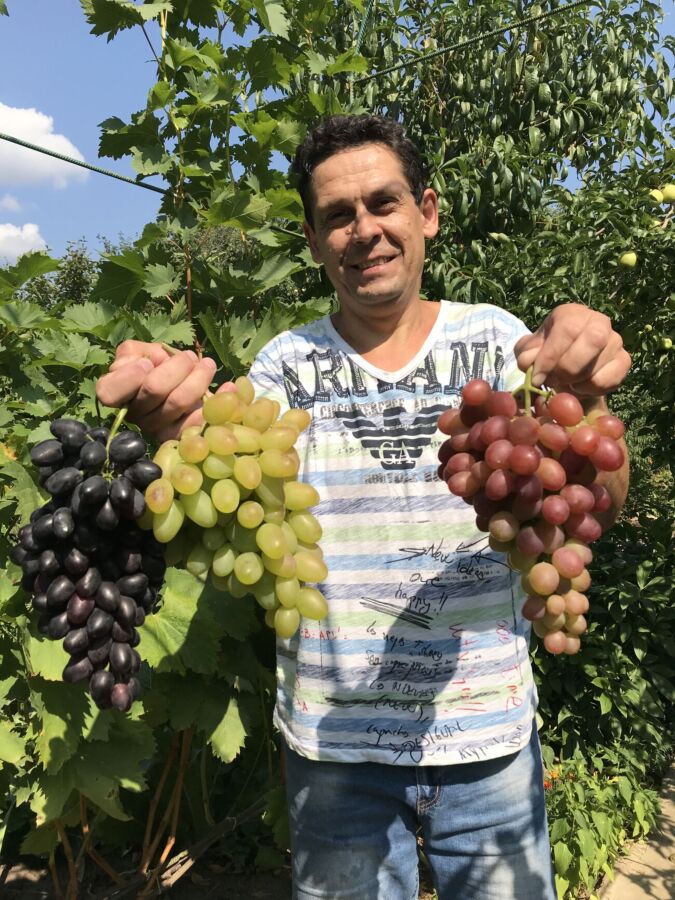 Живці (чубуки) та річні саджанці винограду