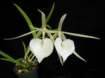 Орхидея Брассавола Нодоза (ароматная)