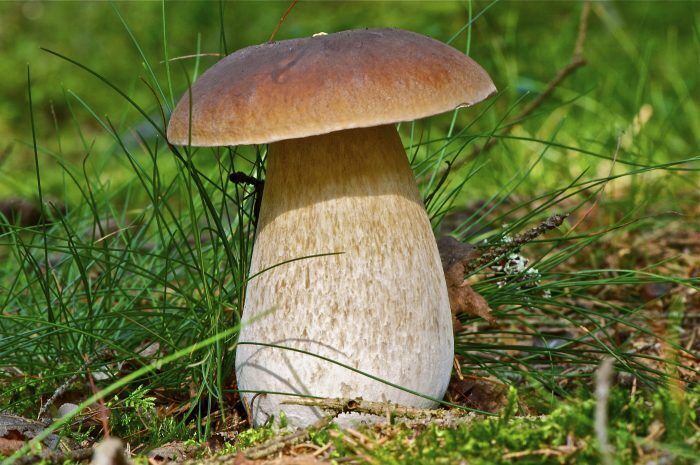 Поездки в чигирин за грибами!