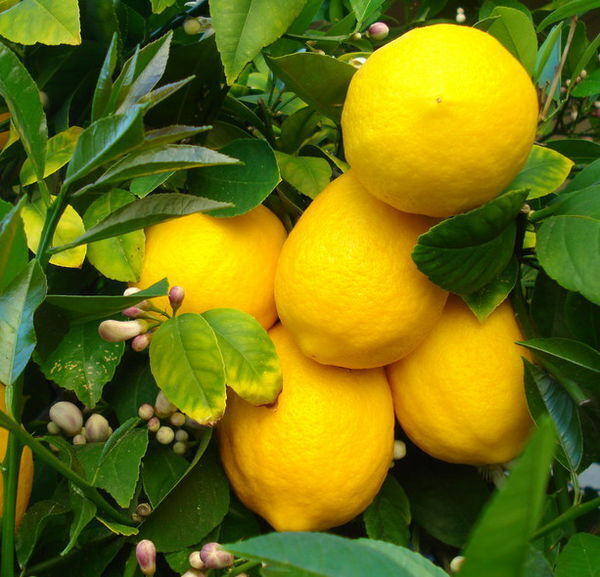 Саженцы Лимона