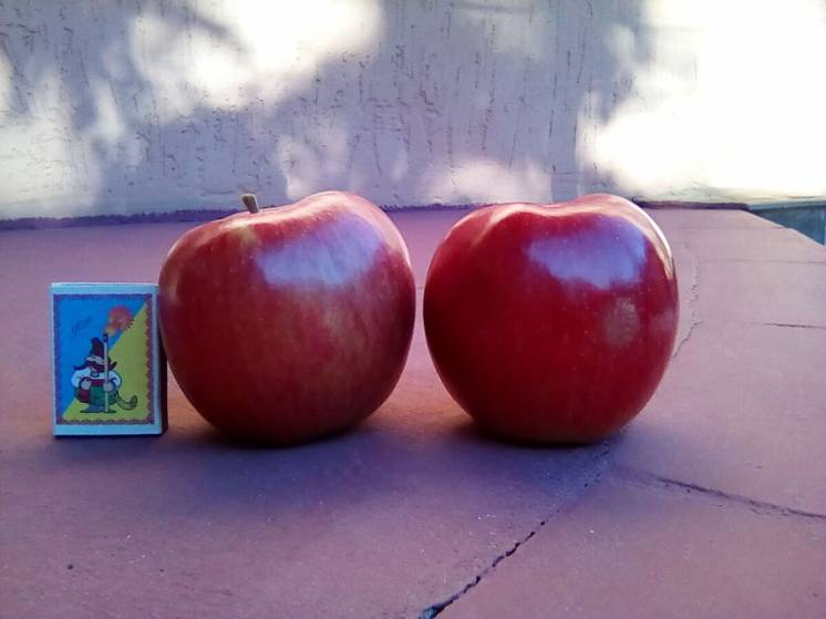 Яблоки домашние продам