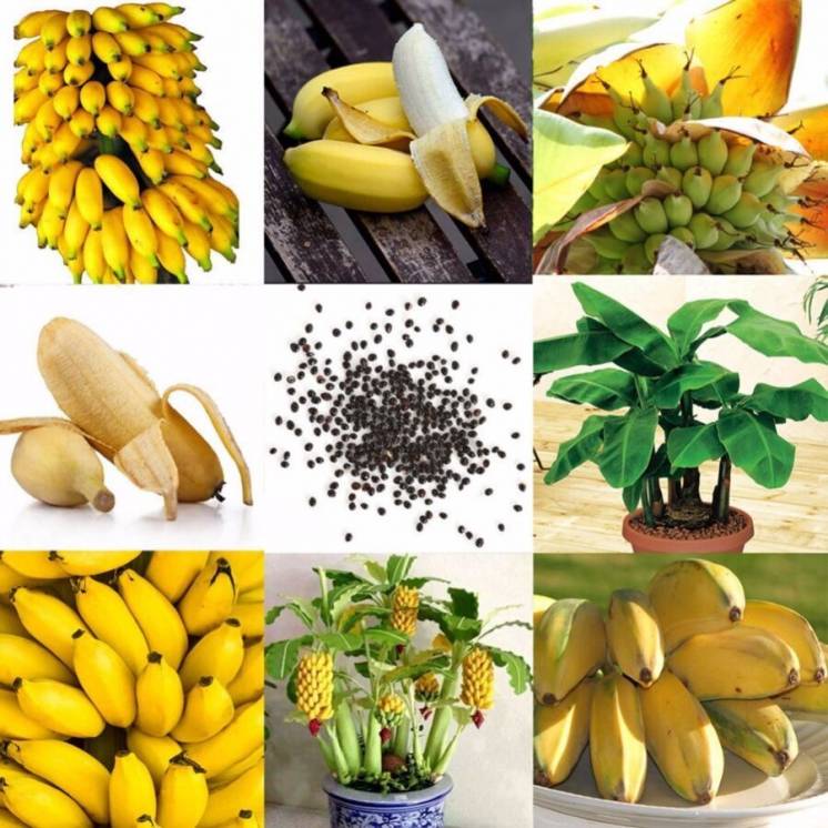 Семена карликового дерева Банана 100 шт