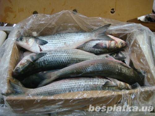 Рыба кефаль азовская (журалка) свежемороженная