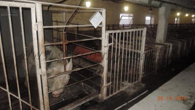 Продам свиноферму 5000 кв.м. в Днепропетровской области
