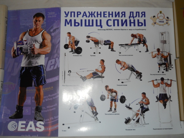 Комплект спортивных глянцевых плакатов для тренажёрного зала