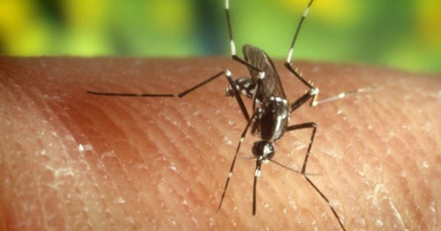 Уничтожение комаров, клещей, мух на открытых участках Днепропетровск