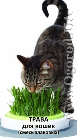 Семена травы для кошек «Премиум» - 100 грамм
