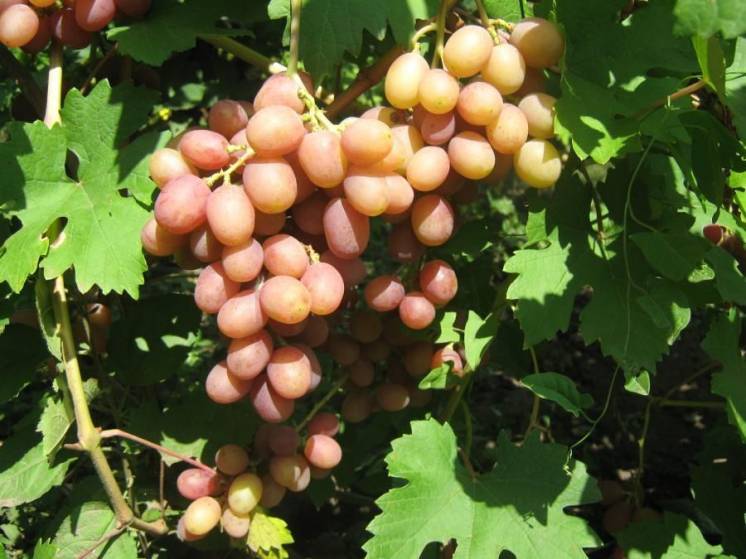 3-х летние кусты столового винограда