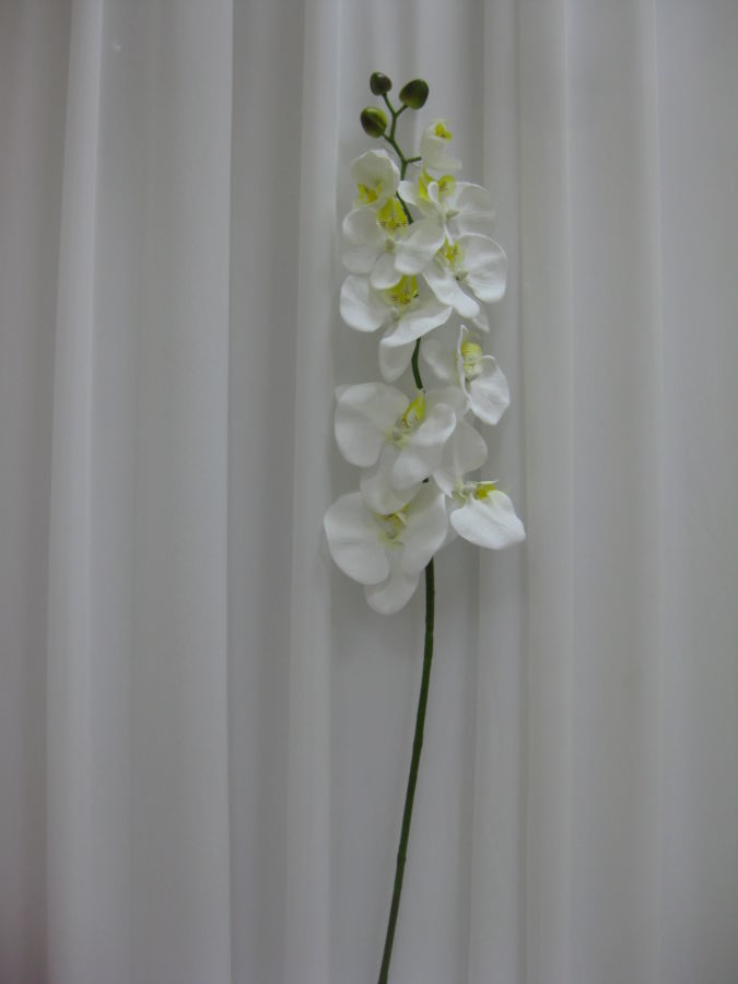 Орхидея фаленопсис белая, премиум