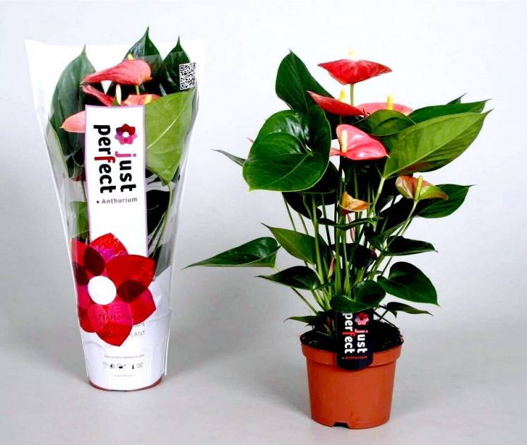 Антуриум и орхидеи оптом - Цветы и растения из Голландии, Европы
