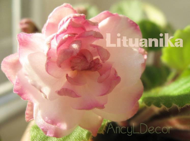 Фиалки сортовые, Lituanika розово-кремово-персиковые цветы-георгинчики