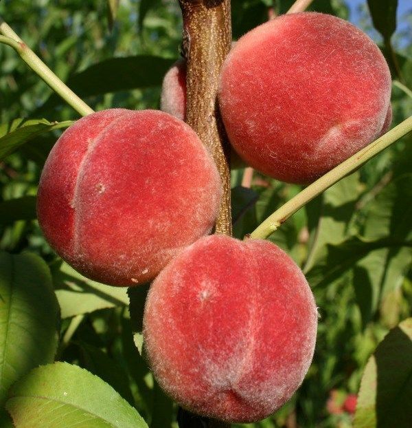 Саженцы персика оптом