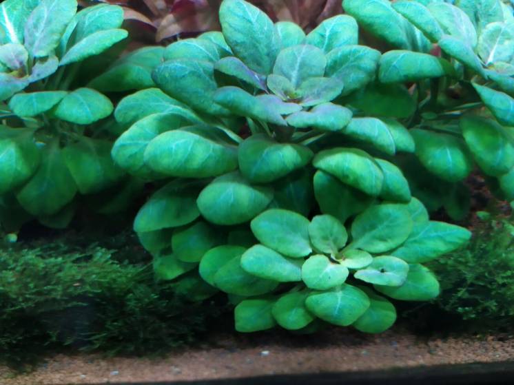 Лобелия пурпурная мини аквариумные растения