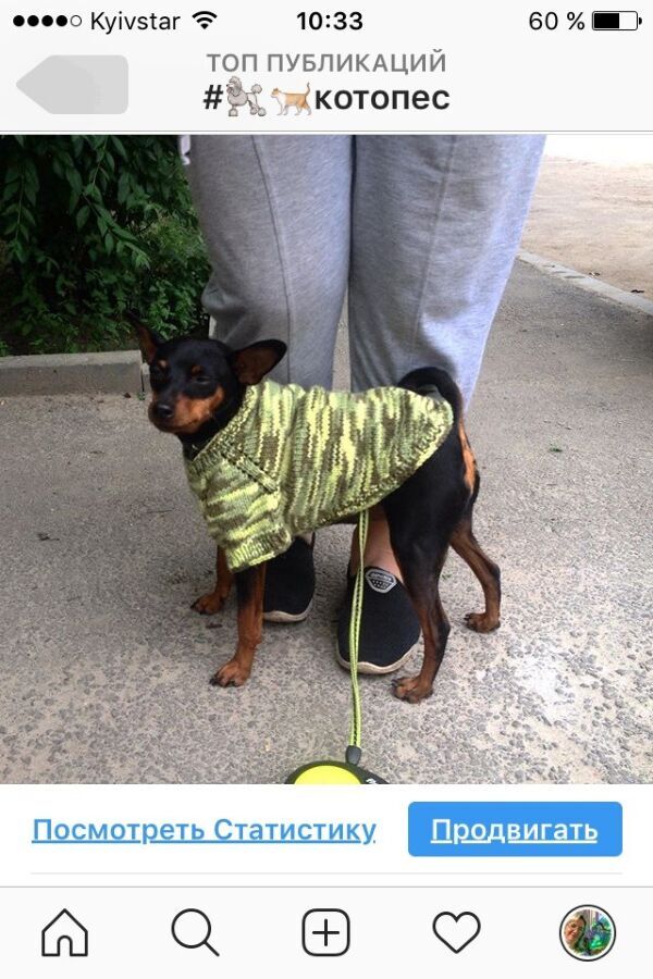 свитер на мелкую собаку чихуахуа той терьера йорка одежда на животных