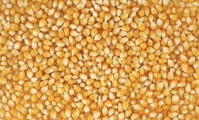 Продам кукурузу, пшеницу, ячмень, овёс, картофель