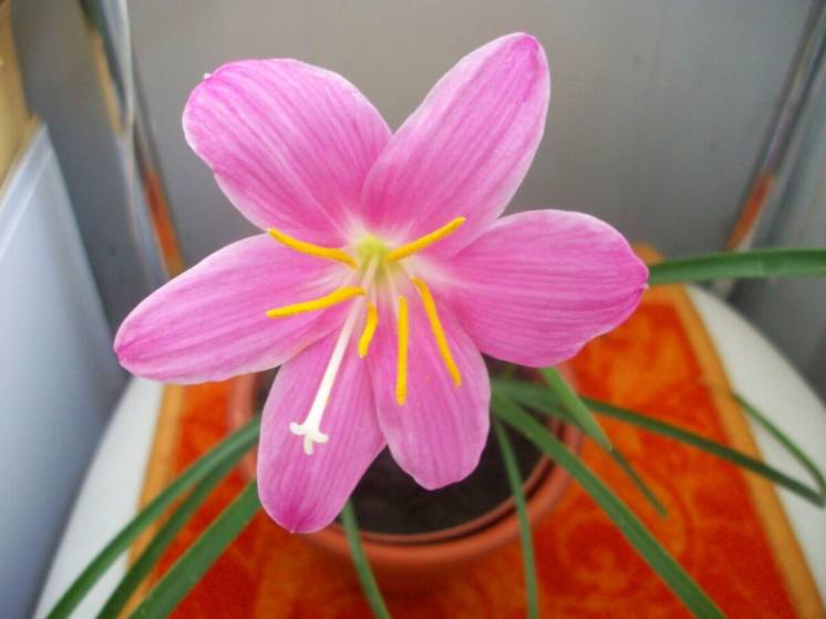 Зефирантес - дождевая лилия - нарцисс Белый и Розовый Цветение ВЫСЫЛАЮ