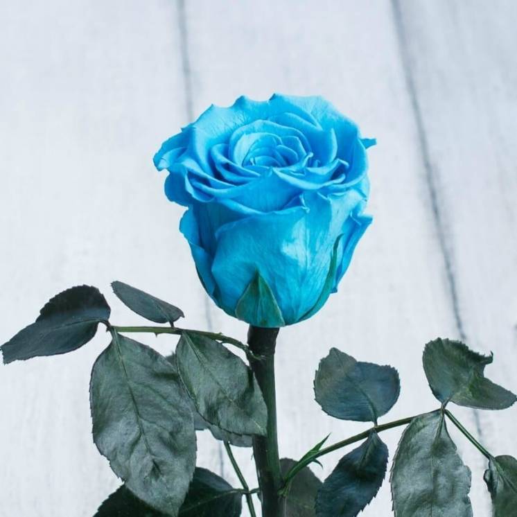 Стабилизированная роза в колбе Lerosh – Mini 27 см, Голубая