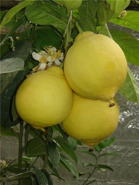 Дерево лимона плодоносящее, 3-летние
