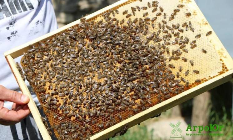 Бджоли / бджолосім'ї / бджолопакети / пчелы / рамки з бджолами
