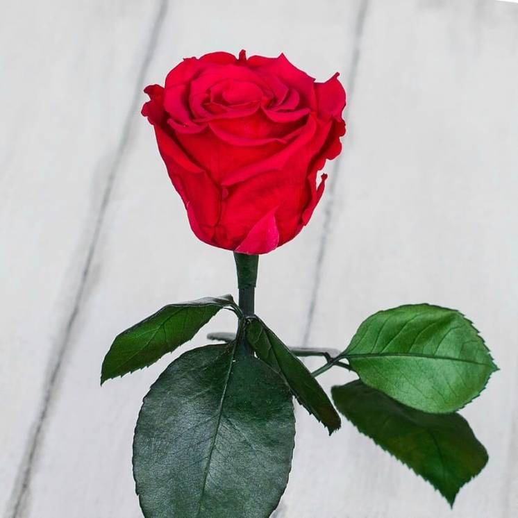 Стабилизированная роза в колбе Lerosh – Standart 33 см, Малиновая