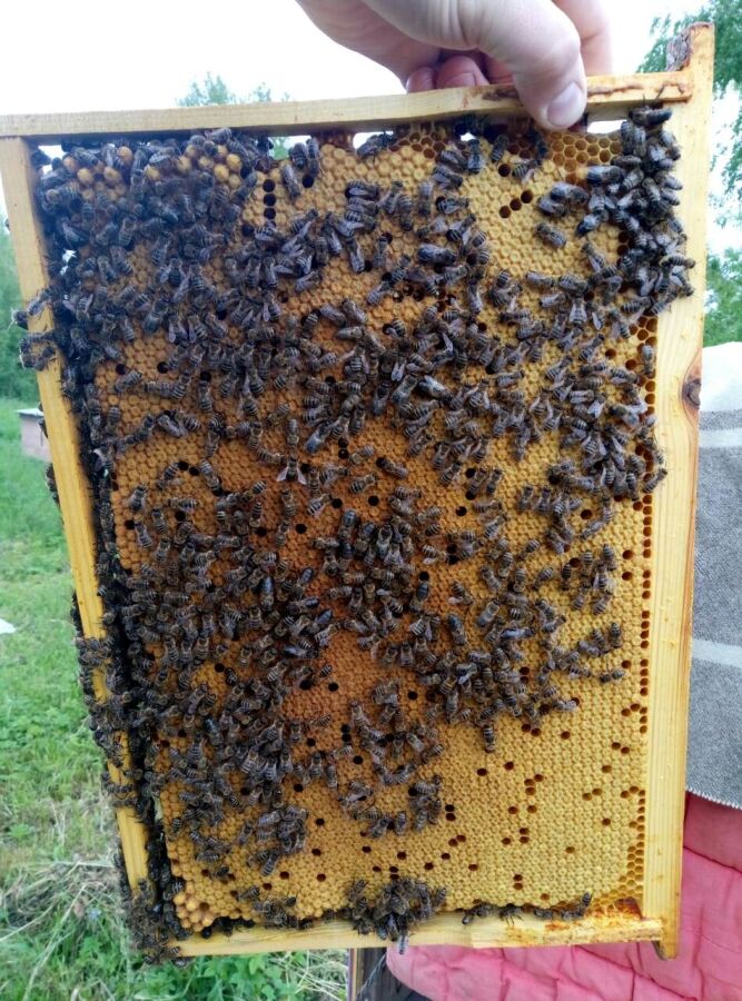 Якісні бджолопакети Карпатки