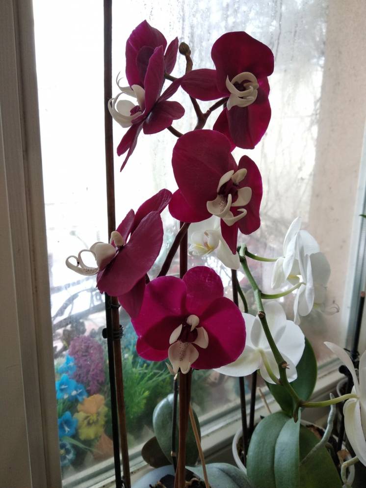 Веточка орхидеи из холодного фарфора