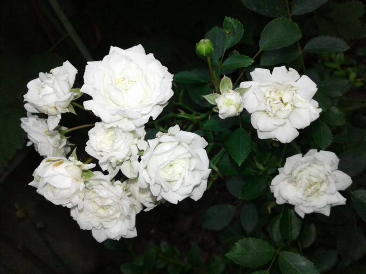 Роза белая бордюрная